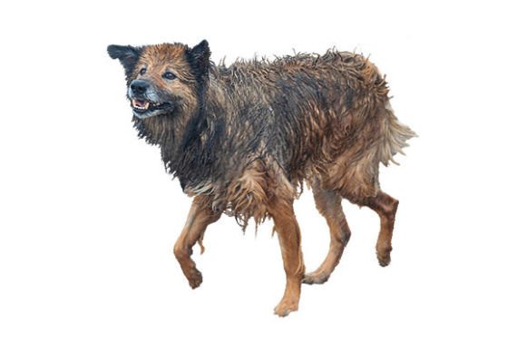 Domestic Dog Full Body Isolated Photo: A Dynamic Design Asset